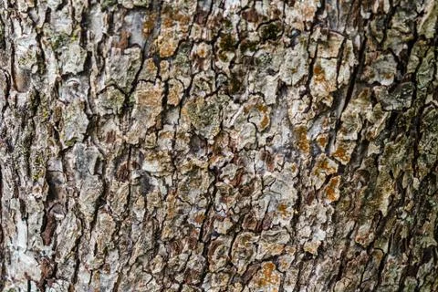 Bark Stock Photos