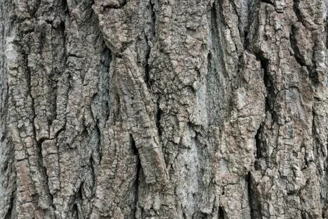 Bark Stock Photos