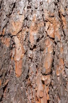 Bark Stock Photos