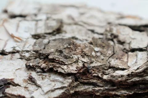 Bark Stock Photos
