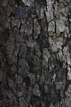 Bark Foto stock