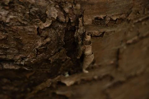 Bark Stock Photos