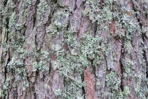 Bark of pine close-up. Ringworm on the bark of a tree. Stock Photos