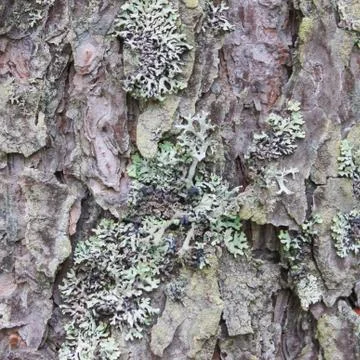 Bark of pine close-up. Ringworm on the bark of a tree. Stock Photos