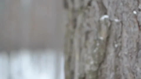 Bark of pine close-up. winter forest in the snow Stock Footage 86392383