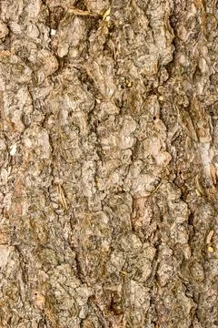 The bark of pine Stock Photos