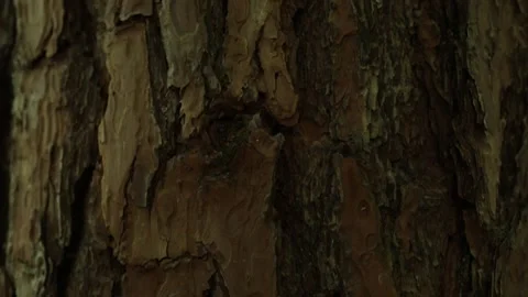 Bark of the pine in tilt motion Stock Footage 231904468