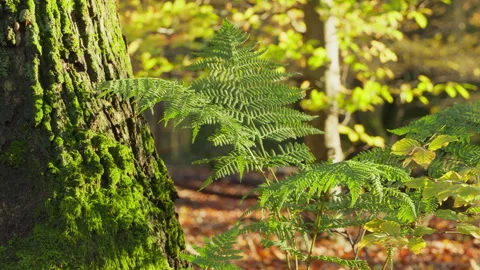 Bark of a pine tree and green fern at autumn in the forest. Stock Footage 269143845