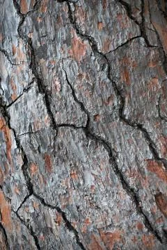Bark of pine tree background. Macro photo. Stock Photos