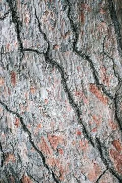 Bark of pine tree background. Macro photo. Foto stock