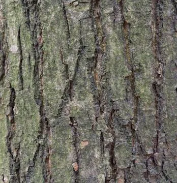 The bark of pine tree, background. Stock-Fotos