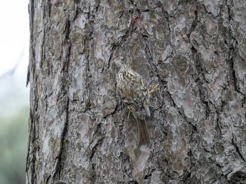 The bark of pine tree, background. Stock Photos