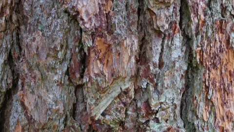The bark of a pine tree. The camera slowly slides along the trunk 스톡 동영상 277476462