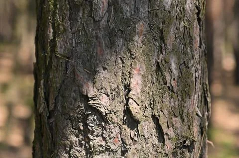 The bark of a pine tree is a close-up. background Stock Photos