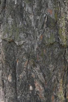The bark of a pine tree is a close-up. background Stock Photos