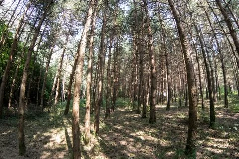 Bark of Pine Tree close up. Beautiful pine forest at summer time. Stock Photos