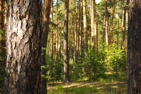 The bark of a pine tree close-up lit by the sun against the background Stock Photos