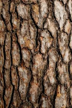 Bark of pine tree close up Stock Photos