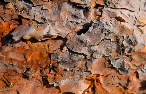 Bark of Pine Tree close up Stock Photos