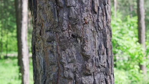 Bark of pine. Tree in the forest. Close up Video stock 76437256