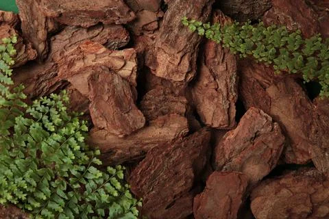 Bark of pine tree with green plant. Space for text Stock Photos