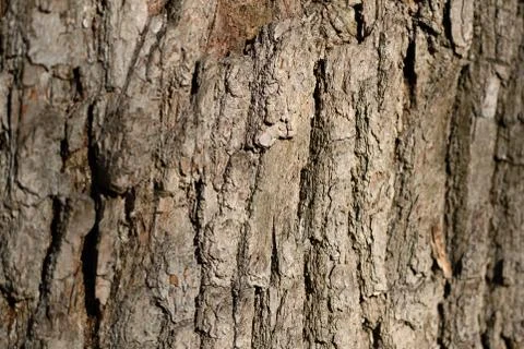 The bark of a pine tree illuminated by the sun close up Stock Photos