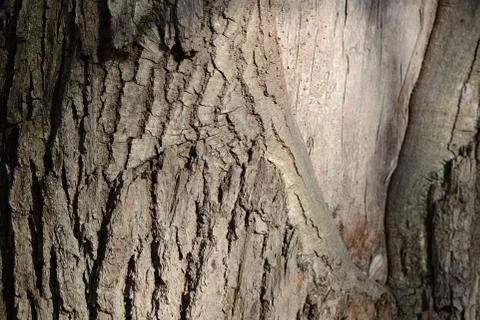 The bark of a pine tree illuminated by the sun close up Stock Photos