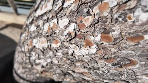 Bark of a pine tree macro Vídeos de archivo 317639082