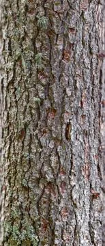 Bark of Pine Tree, Panorama Stock Photos