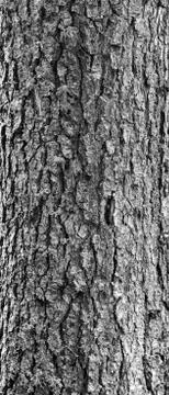 Bark of Pine Tree, Panorama Stock Photos