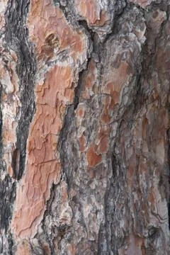 Bark of pine-tree Stock Photos