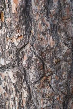 Bark of pine-tree Stock Photos