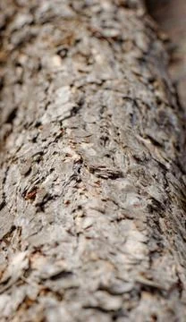 Bark of pine tree Stock Photos