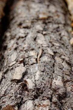 Bark of pine tree Stock Photos