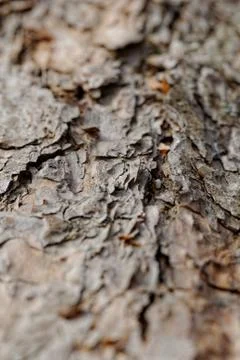 Bark of pine tree Stock Photos