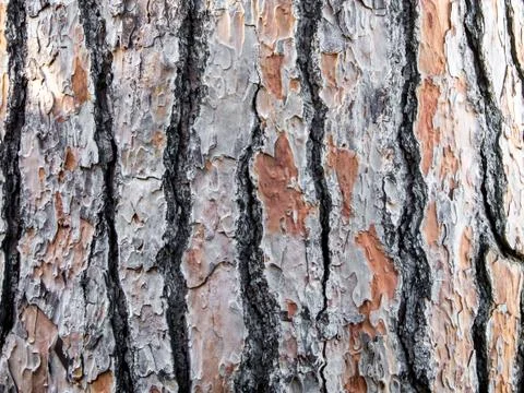 Bark of a pine tree Stock Photos