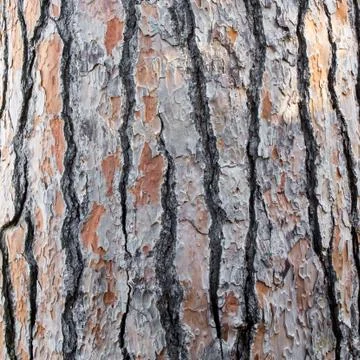 Bark of a pine tree Stock Photos