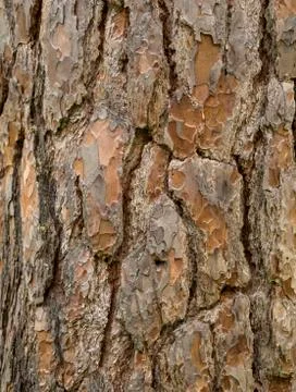 Bark on the pine tree Stock Photos