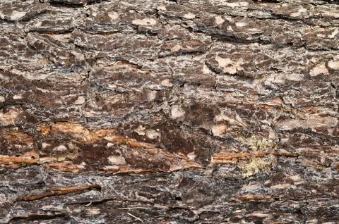 Bark of pine tree Stock Photos
