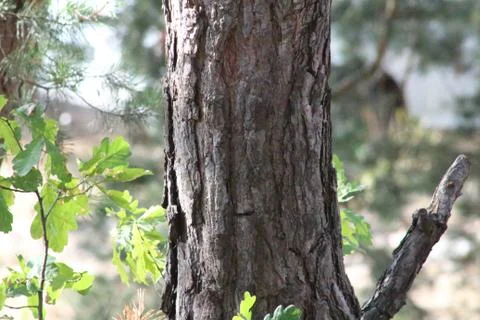 Bark of pine tree Stock Photos