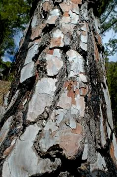 Bark pine tree Stock Photos