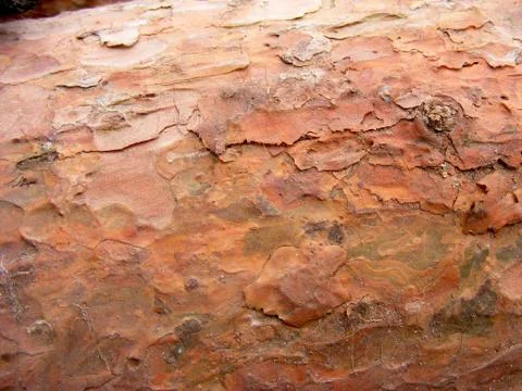 Bark of Pine Tree Stock Photos
