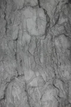 Bark on a pine tree Stock Photos