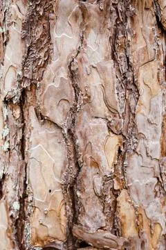 Bark of pine tree Stock Photos