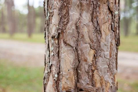 Bark of pine tree Stock Photos