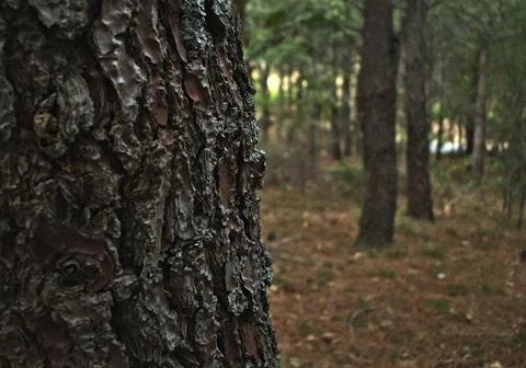 Bark of a pine tree Stock Photos