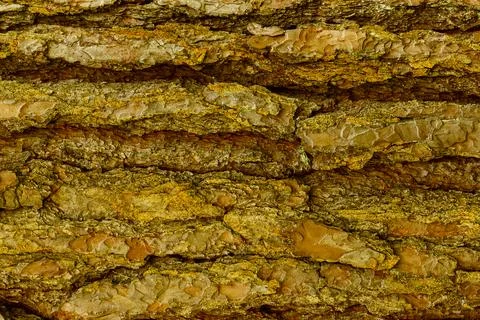 Bark of Pine Tree Stock Photos