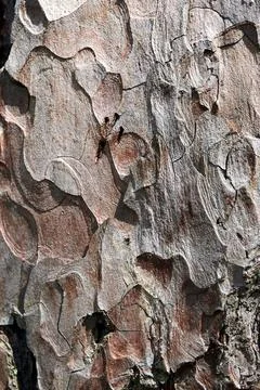 Bark of pine tree. Stock Photos