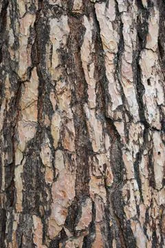 Bark of a Pine tree Pinus. Pines are conifer trees in the genus Pinus in the Stock Photos