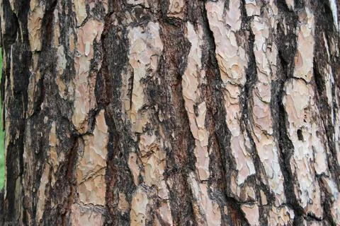 Bark of a Pine tree Pinus. Pines are conifer trees in the genus Pinus in the Stock Photos